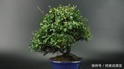 号称“养不死”的盆栽净化空气又养眼,手残党也能轻松养活