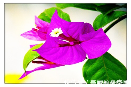 三角梅开花稀稀疏疏，教你2个小妙招，三角梅花开爆盆