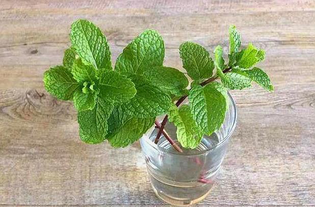 薄荷扦插,避开“此季节”,怎么扦插怎么活,3天就生根,太简单