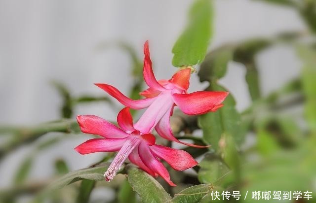 蟹爪兰还不开花这3招用上,28天就能见花苞!