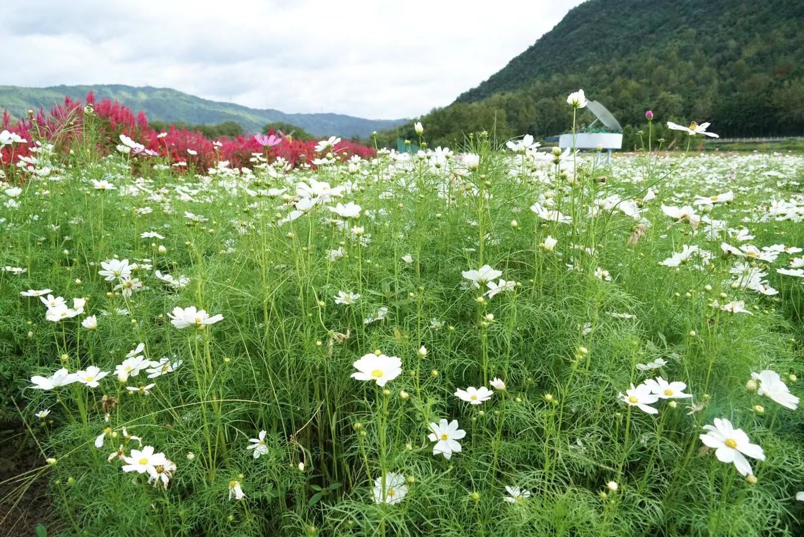 农庄|赏花好去处！浙农生态农庄鲜花绽放醉游人