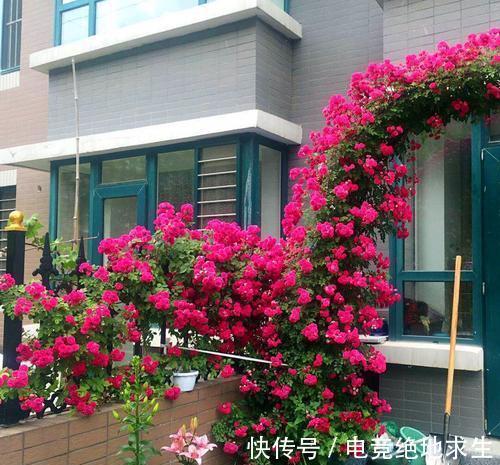 天冷后，9种花要“少水、断粮”，不然难过冬