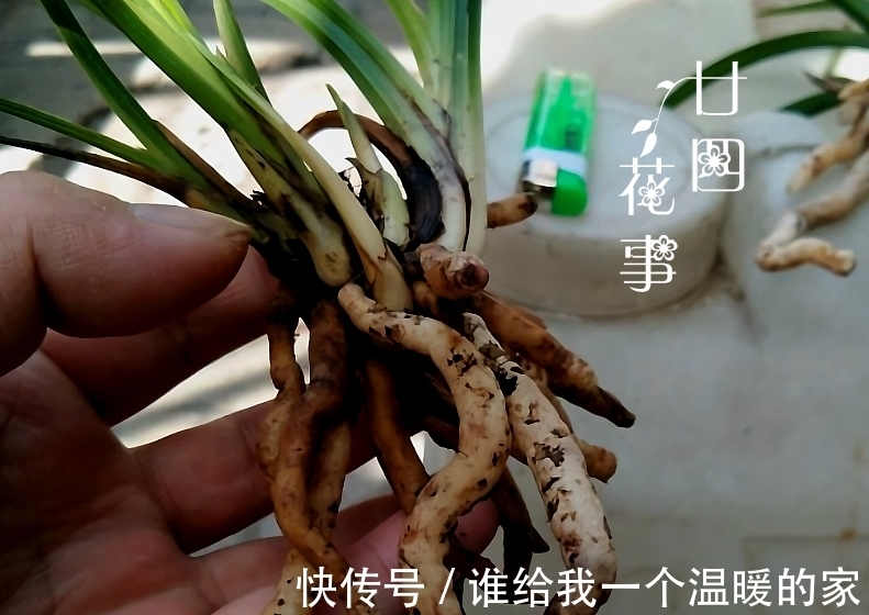 鳞茎|兰花发芽了，花友却又爱又恨，老师傅：这是海底芽