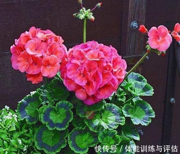 盆栽天竺葵,花苞越来越少教你一个小技巧,长满“大花包”!