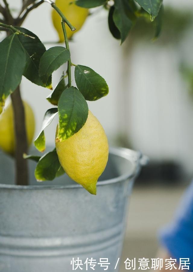 果子|盆栽柠檬只开花不结果?春天做好4件事,夏天果子满枝头