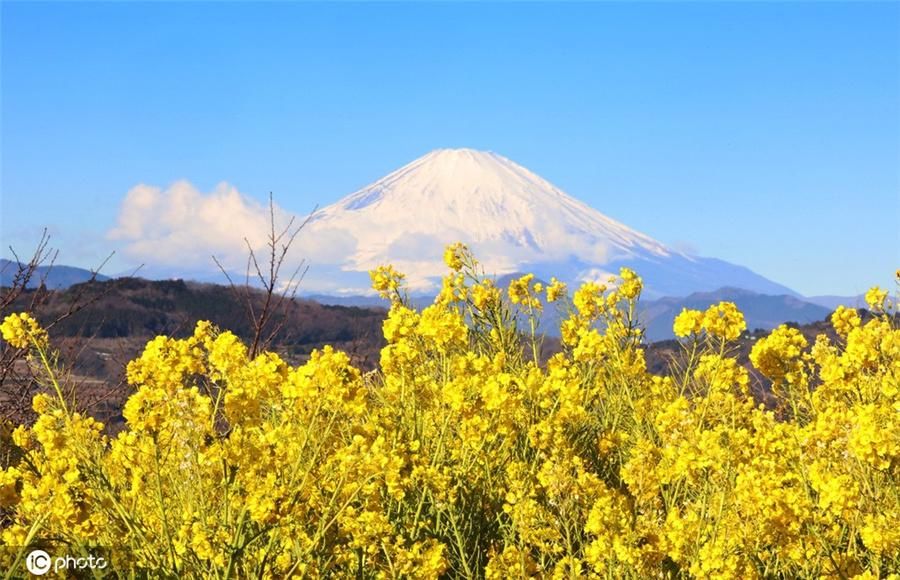 人民网|日本春天悄悄到来 富士山下油菜花盛开