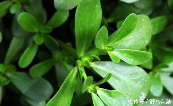 食物|夏季养生，多吃4种食物，祛湿排毒，还有许多好处不请自来