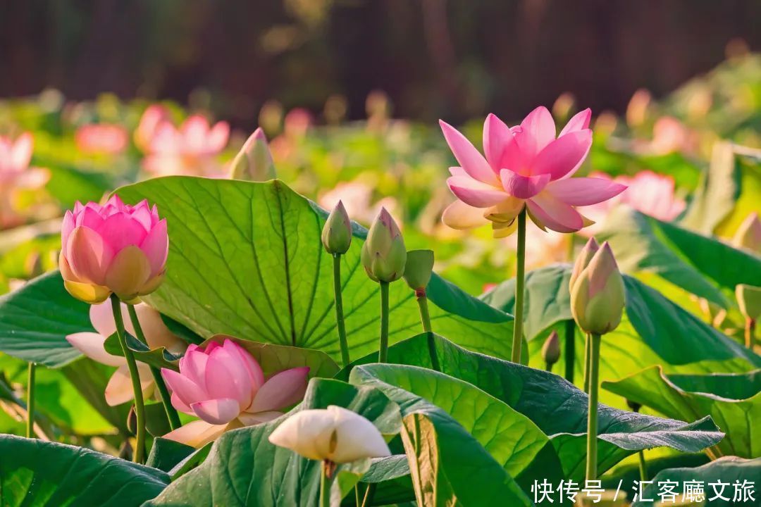 荷花|20000亩荷花竞相绽放，云南这个鲜有人知的秘境，美爆夏天！