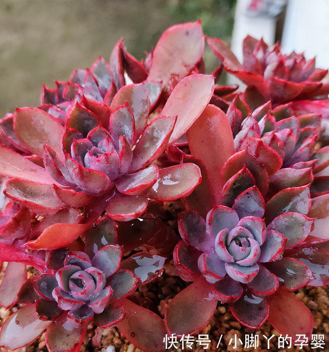 分享容易养成“老桩”的4种普货,初冬的肉肉又美又有韵味,爱了