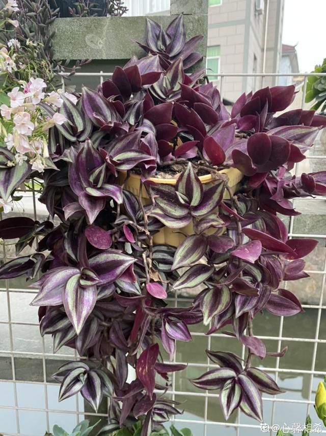 浇水|10种吊兰,耐阴又好看,叶子美得像一幅画