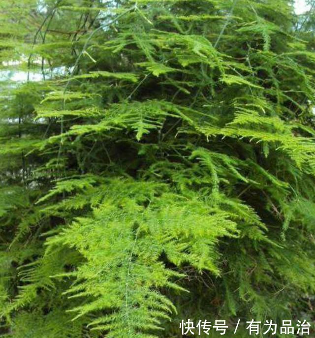 文竹有“四怕”,避开“它”,叶绿根壮,生机勃勃