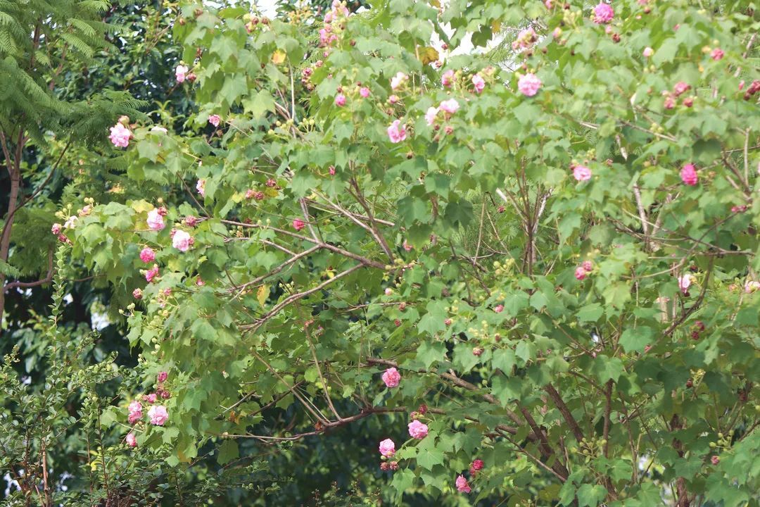 芙蓉花|秋韵，什邡这条街C位出道啦！