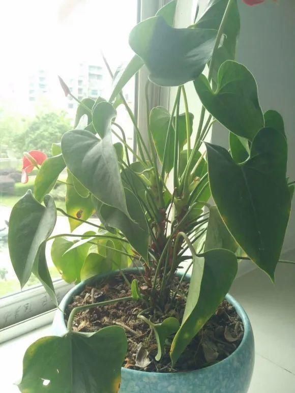 虎皮兰,红掌,吊兰养成老桩,变成大树,真壮观