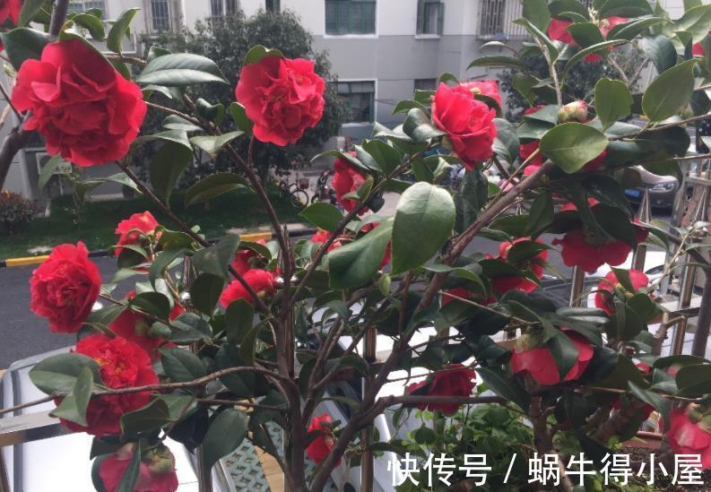 克瑞墨大牡丹|此花比牡丹还美，皮实好养开花艳，一开就是大半年，适合新手