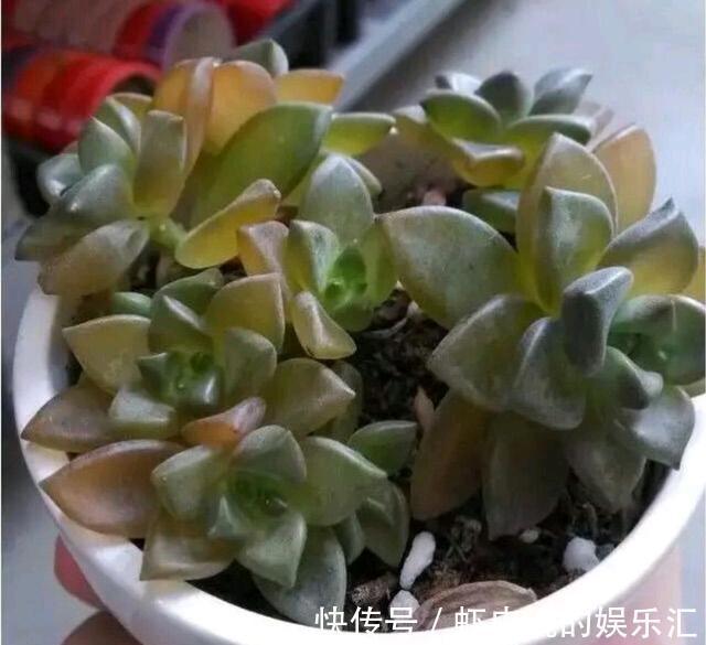 多肉冬季“化水”,除了“温度低”外,2个“原因”也要预防