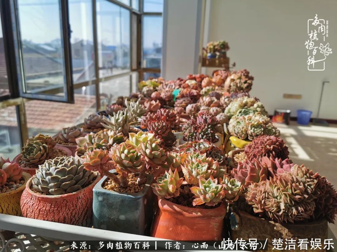 事物|懂得珍惜的人,才值得拥有更多美好的事物!养多肉也是如此!