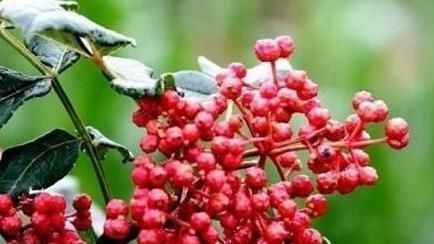 花椒和此物一起煮，湿气没了，大肚子没了，不想每天疲惫不堪试试