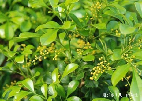 家养米兰花总是长不好学会这三个小技巧，轻松蹭蹭长不停