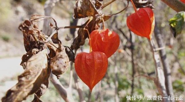 此野果含有21种微量元素,营养丰富40元一斤,8月成熟请收藏