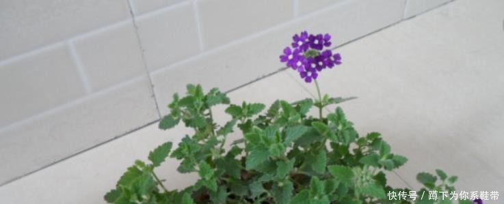 这3种花，再“便宜”都不要买了，只要一根“枝”，1盆变10盆！