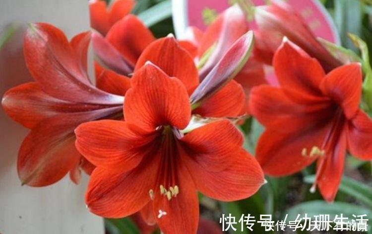 阳台上|4种花，堪称“开花机器”，随便一养开满盆，繁花似锦！