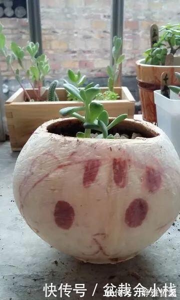 买的花盆又贵又难看?花花教你自制花盆,省钱又漂亮!