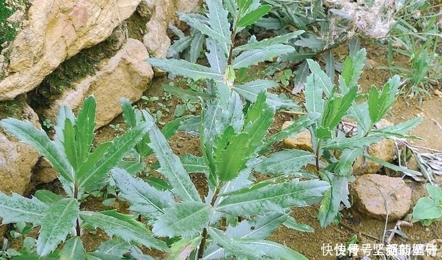野草|1种最被低估的野菜,曾是穷人“救命菜”,如今沦为杂草