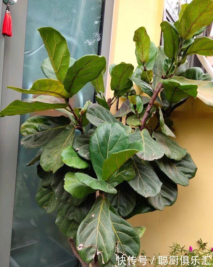 这棵守家树,摆客厅长2米高,霸气又镇宅