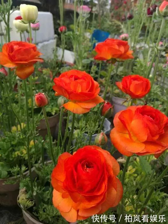 养花|3种花人称“夏必死”，买一盆死一盆，新手小白别忽视