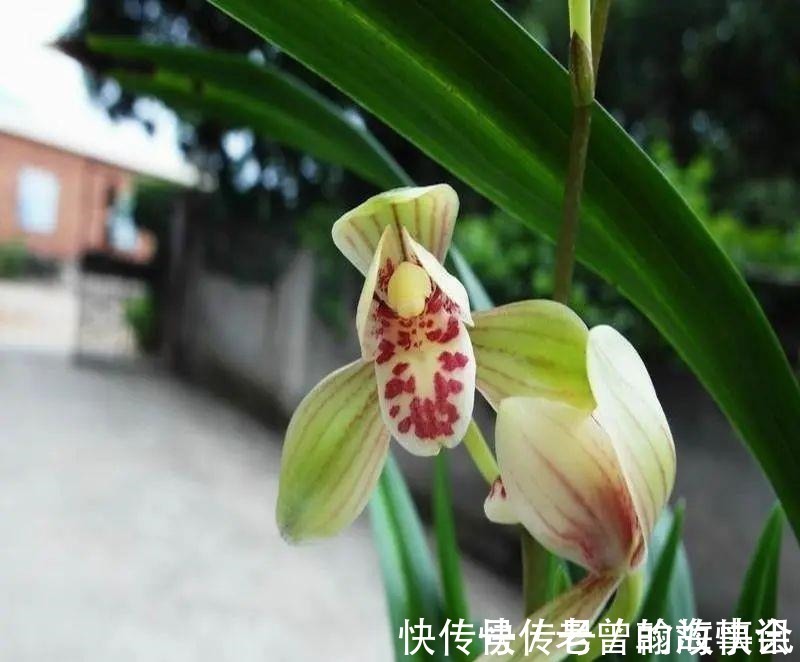 天价|曾经天价的8种兰花,如今跌落神坛,普通人也买得起