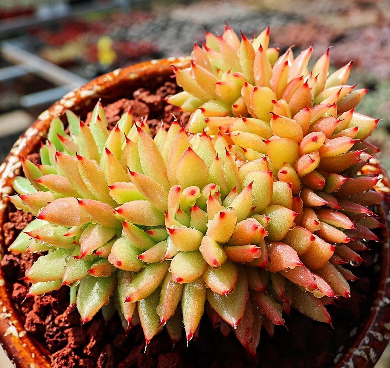 这“三多肉”是缀化小能手,无需掐剪,就能“密密麻麻”蹿满芽