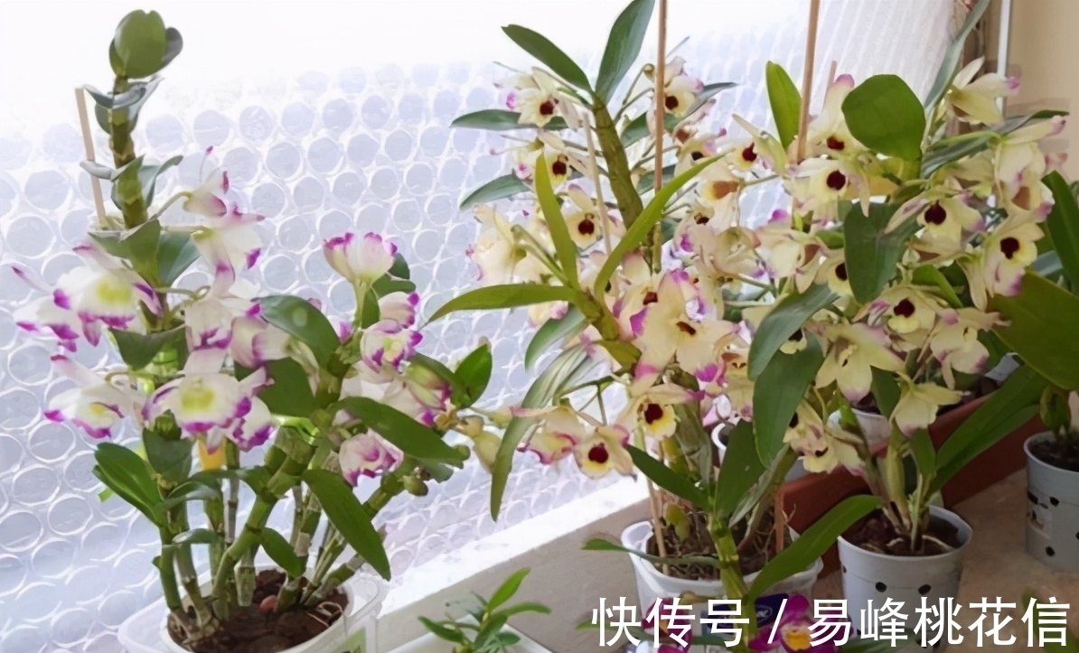 【值得收藏】集合常见的养花问题,帮分析病因、解决方法