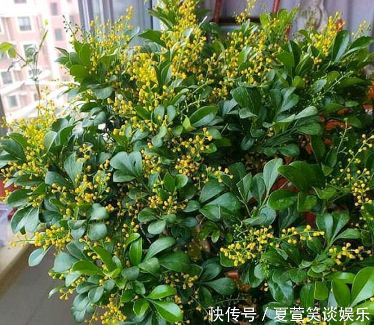 米兰|4种“旺财花”,家里养一盆,室内甲醛没了,生活更舒适!