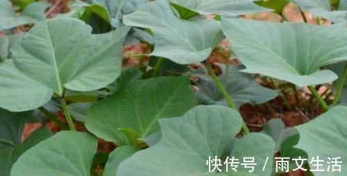 陈医师|女性不愿老太快，多吃3种食物，补血润肤，瘦身减肥，改善睡眠