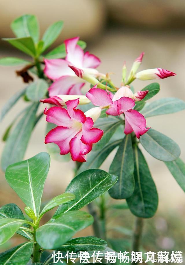 秋冬|这些多肉很好养,容易养成“树”,还特别容易爆侧芽