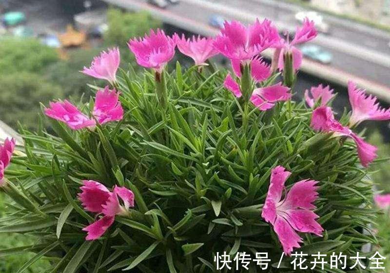 7种适合养在窗台上的花,不但花期长,开花漂亮还都超好养