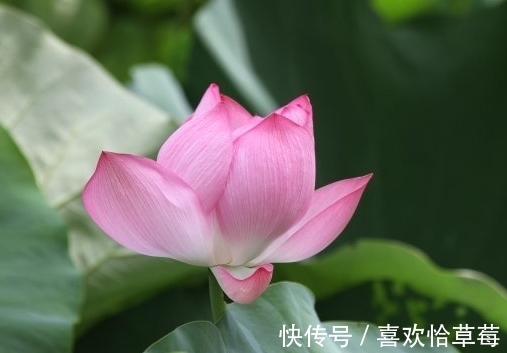 财源|8月19日开始，4属相时来运转，桃花朵朵，财源滚滚，生活无忧