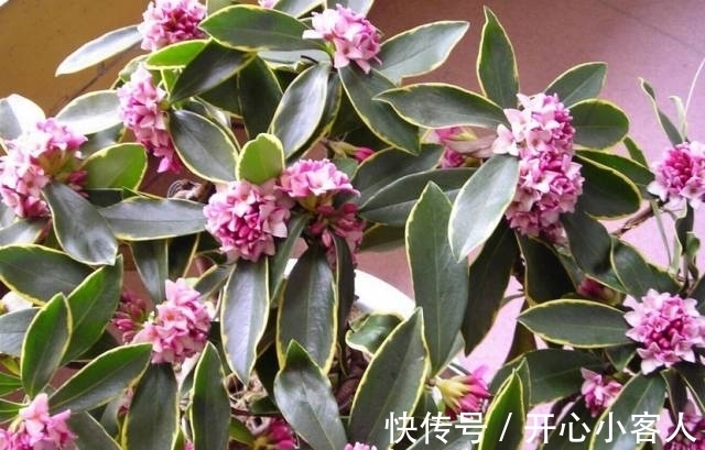 阳台就养这些花,花香味浓,久聚不散,香味飘满屋!