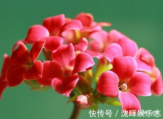 杜鹃|养此款花卉,福旺运旺财更旺,财运爆发,事业风生水起