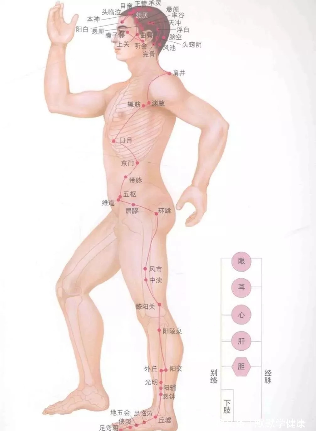 大鱼际|筋柔百病消!学会这招拉筋术70岁像50岁的人,益寿延年、百病不沾