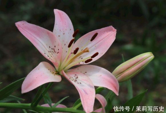 此4种花很漂亮,好养易活能爆盆,漂亮又好闻