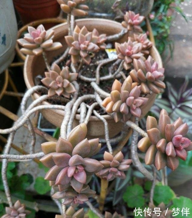 姬胧月掰个叶子,直接平放在土上,一周就生根