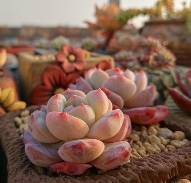 冬天里的多肉,做好“两件事”,安心过冬,不徒长状态更美