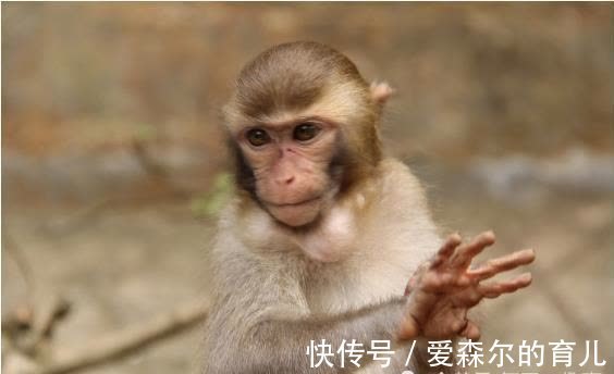 生肖猴：以下4个年份出生的“猴猴猴”天生上等命，看看你家有吗
