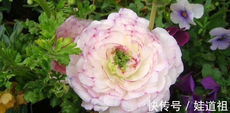 百合花|阳台种几盆香香花，清晨开窗香气溢满屋，芬芳香气好看又好养，美