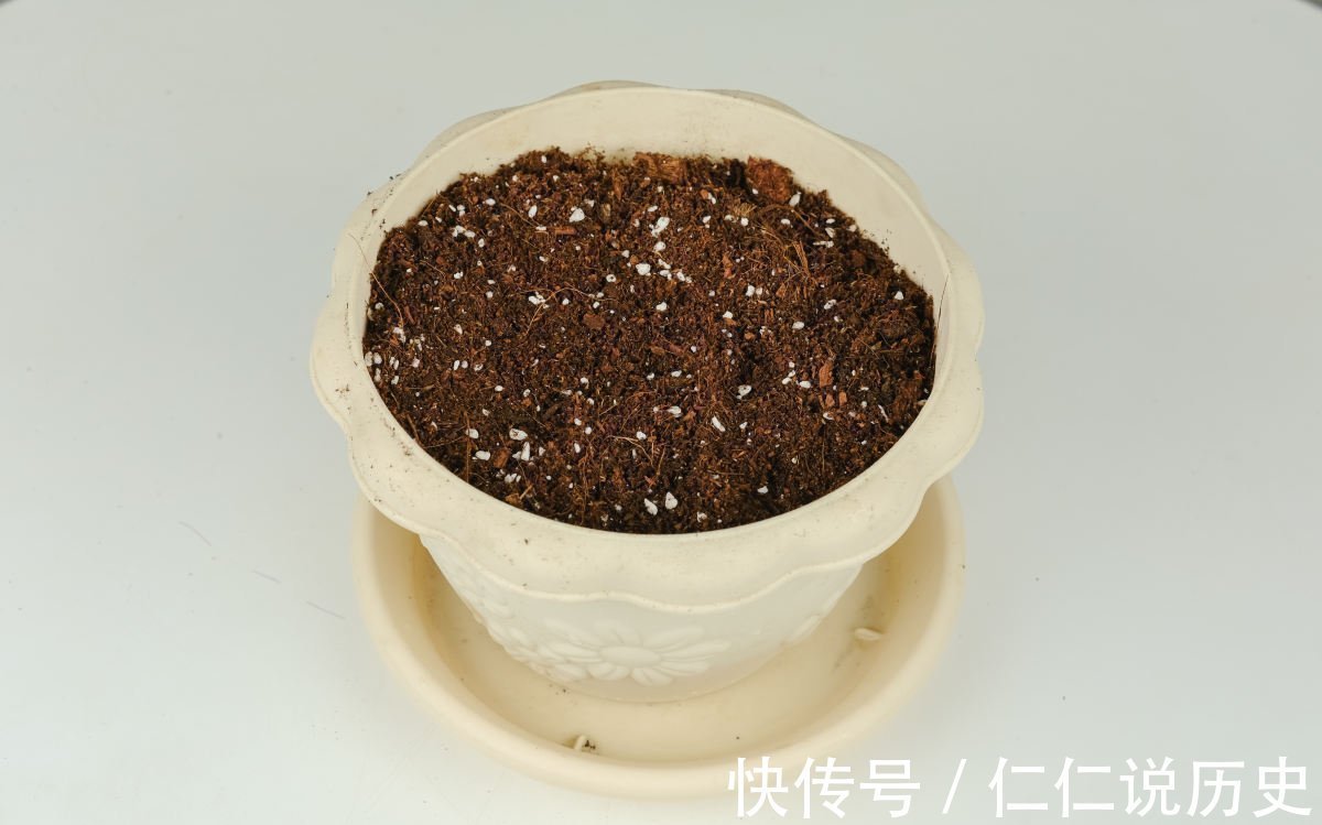 果皮|换盆之后的土,掺上一点“小东西”,土壤肥得流油