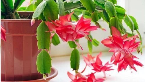 块钱|1块钱1瓶,比花肥还好用,浇水时加一片,疯狂长花不黄叶