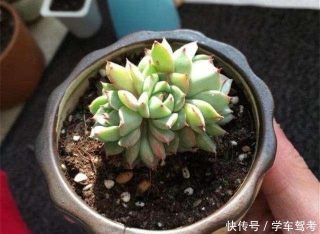 多肉皱巴巴,浇水也不活教你4招,养的圆滚滚,红扑扑!