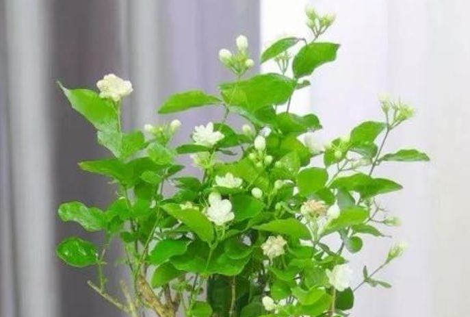 最适合新手养的4种花,花色全还香,瘦身又美容,赏花还变美!