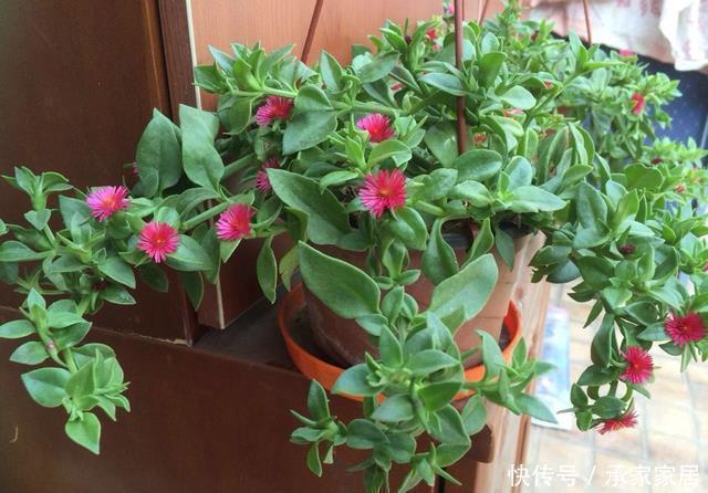 牡丹|家里养花就养它,扔个枝条就生芽,长出大盆的菜,开出满满的花